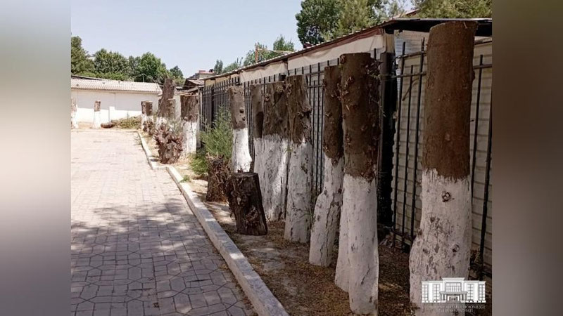 Изрображение 'Время удивительных историй: в хокимияте рассказали о вырубке деревьев в школе 171'