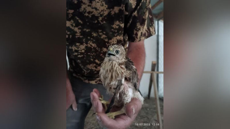 Изрображение 'В реабилитационный центр Зарафшанского заповедника передали птенца тювика'