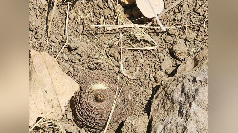 'Qashqadaryoda Qizil kitobga kiritilgan 753 tup tojik kavragi o`simligi kesib tashlandi'ning rasmi