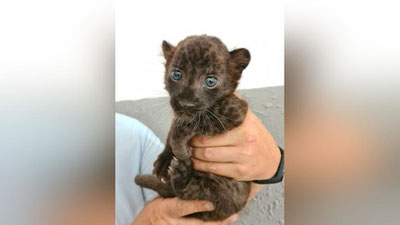 Изрображение 'Стали известны подробности рождения детеныша пантеры в Ташкентском зоопарке'