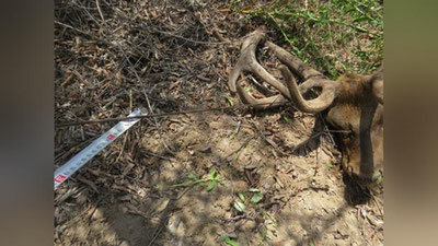 Изрображение 'В заповеднике в Каракалпакстане в ловушке браконьеров погибли два бухарских оленя'