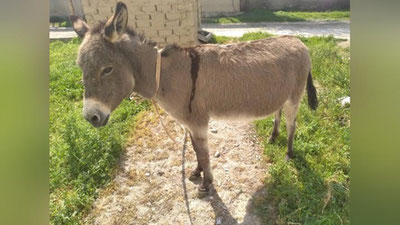 'Қорақалпоғистонда эркак эшакни таҳқирлагани учун 3 суткага қамалди'ning rasmi