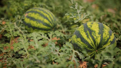 Изрображение 'Узбекистан отправил на экспорт 6,5 тысяч тонн арбузов'