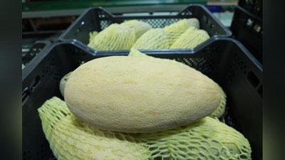 'Sirdaryoda qovun eksporti 2 million AQSh dollaridan oshdi'ning rasmi