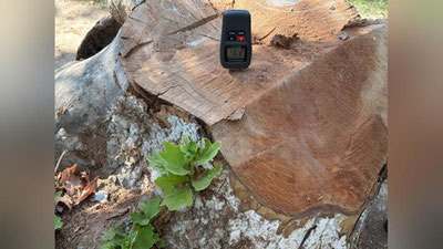 Изрображение 'В Ташкенте снова незаконно срубили чинары'