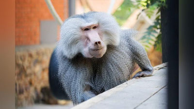 Изрображение 'Гамадрилам в столичном зоопарке обустроили новый вольер (видео)'