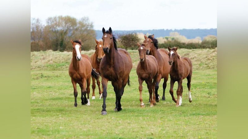 'O`zbekistonning qaysi hududida otlar ko`p?'ning rasmi