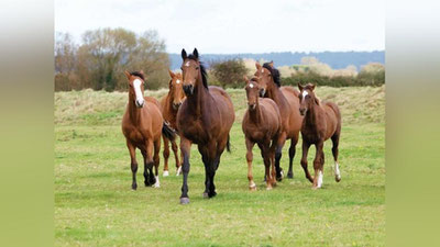 'O`zbekistonning qaysi hududida otlar ko`p?'ning rasmi