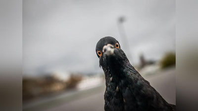 Изрображение 'В Индии через 8 месяцев отпустили голубя, заподозренного в шпионаже'