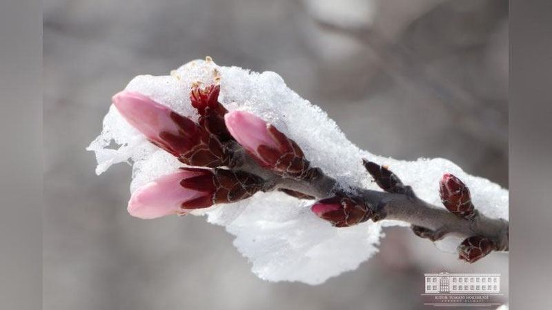 '2024 yil yanvar oyi O`zbekiston tarixidagi eng iliq davr uchligiga kirdi'ning rasmi