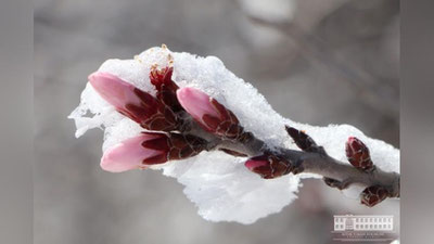 '2024 yil yanvar oyi O`zbekiston tarixidagi eng iliq davr uchligiga kirdi'ning rasmi