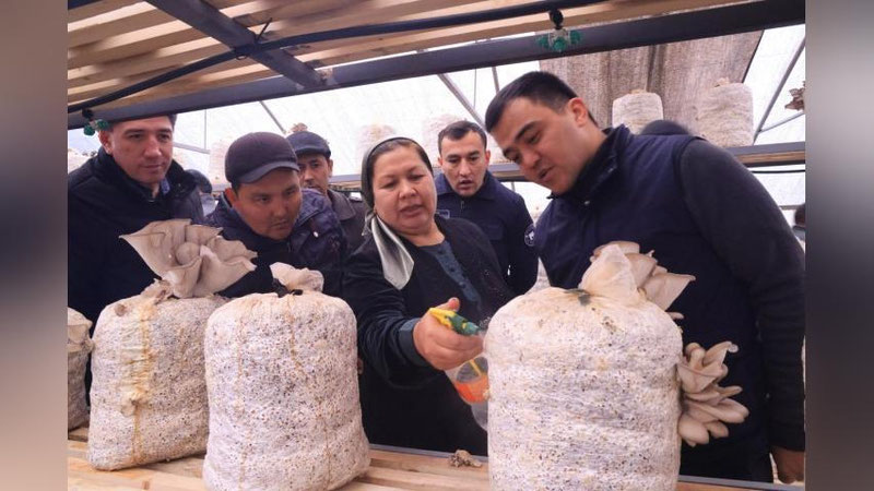 'Prezident mehmon bo`lgan xonadon: Uy sharoitida qo`ziqorin etishtirishdan oyiga 10 mlngacha daromad ko`rmoqda'ning rasmi