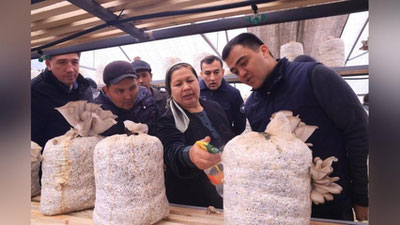 'Prezident mehmon bo`lgan xonadon: Uy sharoitida qo`ziqorin etishtirishdan oyiga 10 mlngacha daromad ko`rmoqda'ning rasmi