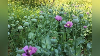 Изрображение 'Теплицу с опиумным маком нашли в Ферганской области (видео)'