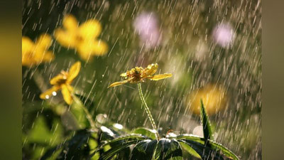 'Yomg`ir Toshkent havosini inson salomatligiga deyarli xavf tug`dirmaydigan darajaga keltirdi'ning rasmi