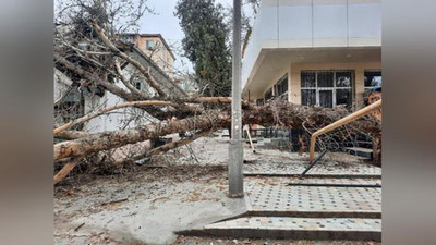 Изрображение 'В Ташкенте сильный ветер валит деревья (фото, видео)'