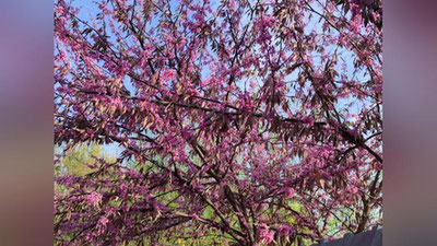 Изрображение 'По Узбекистану местами пройдут дожди: погода на 5 апреля'