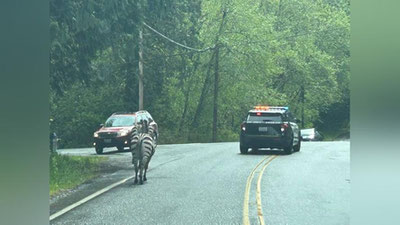 Изрображение 'В Вашингтоне четыре зебры устроили гонки с полицией (видео)'