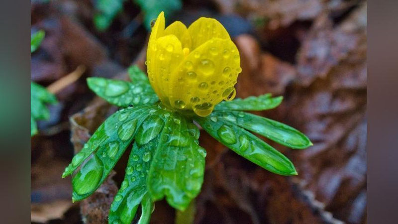 'Hafta so`nggida yomg`irli ob-havo bo`lishi kutilmoqda'ning rasmi