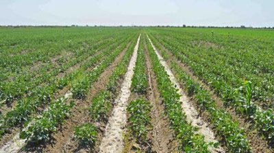 'O`zbekistonda bahorning seryog`in kelishi qishloq xo`jaligi ekinlariga qanday ta`sir ko`rsatishi aytildi'ning rasmi