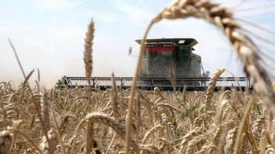 'Туркия буғдой импортини тўхтатмоқда'ning rasmi