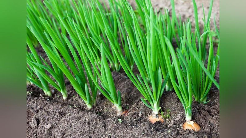 'Dehqonlar etishtirayotgan piyoz sotilmay qolayapti(mi)'ning rasmi