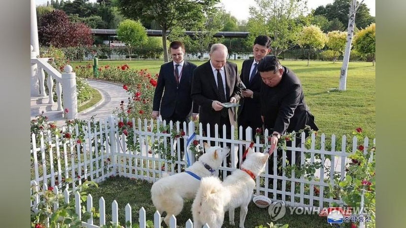 Изрображение 'Ким Чен Ын подарил Владимиру Путину двух собак редкой северокорейской породы'