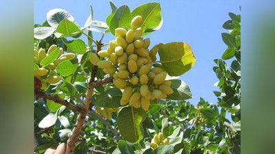 Изрображение 'Создается Узбекско-Турецкий научный центр фисташководства'