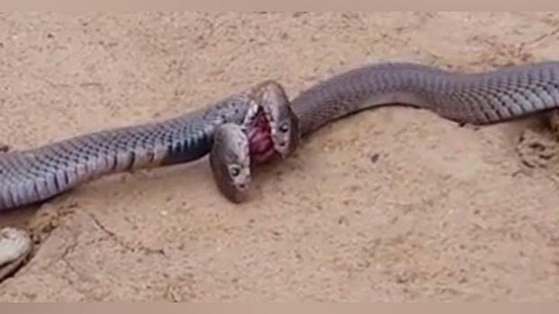 Yoqimli lezbiyenler tualetda sikish video