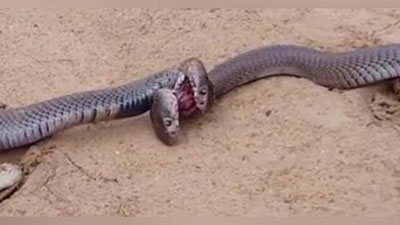 'Ikki kobra qattiq olishuvga kirishdi (Video)'ning rasmi