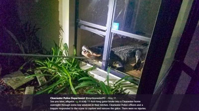 'AQShda uyga timsoh kirib oldi (Video)'ning rasmi