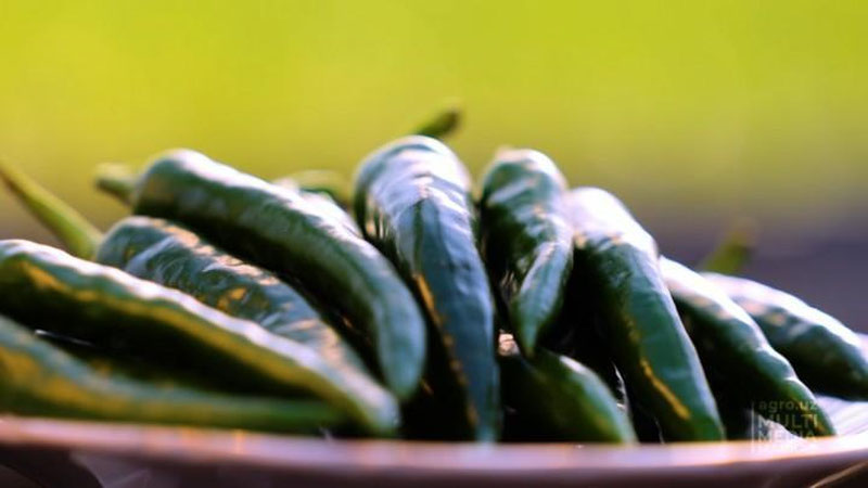 Изрображение 'В Узбекистане выведен новый сорт острого перца «Восточная жемчужина»'