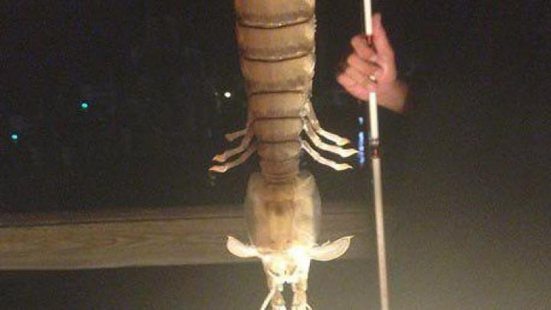 'Floridalik baliqchi fanga noma`lum bo`lgan “maxluq”ni tutdi'ning rasmi