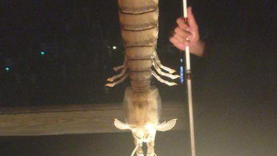 '​Floridalik baliqchi fanga noma`lum bo`lgan “maxluq”ni tutdi'ning rasmi