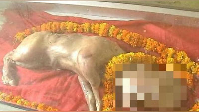 '​Ҳиндистонда “инсон боши”га эга бузоқча дунёга келди (Фото ва Видео)'ning rasmi