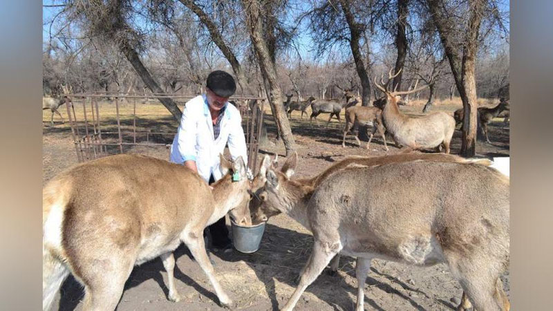 '​"Зарафшон" қўриқхонасида Бухоро хонгули сони 80дан ошди'ning rasmi