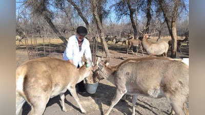 '​"Зарафшон" қўриқхонасида Бухоро хонгули сони 80дан ошди'ning rasmi