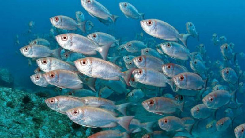 'O`zbekistonda yangi baliq turlari etishtiriladi'ning rasmi