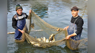 '1 февралдан фуқаролар ўзини ўзи банд қилган шахс сифатида ўз хонадонида балиқ етиштиришни йўлга қўйиши мумкин'ning rasmi