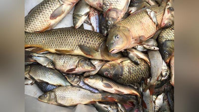 'Kelgusi yilda baliq etishtirish hajmi 600 ming tonnaga etkazilishi shart — Prezident'ning rasmi