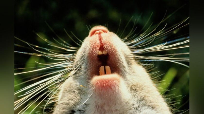 '⚡️ SOVID-19 kemiruvchilar orasida tarqalmoqda — AQSh olimlari'ning rasmi