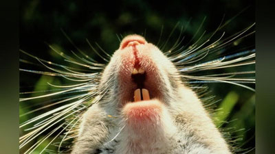 '⚡️ SOVID-19 kemiruvchilar orasida tarqalmoqda — AQSh olimlari'ning rasmi