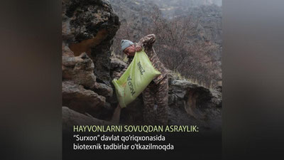 Изрображение 'Сотрудники заповедников в Узбекистане помогают животным в холода'