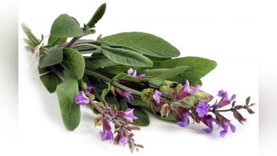 ' МАРМАРАК  ТЕРИ КАСАЛЛИКЛАРИ ВА БЕПУШТЛИКНИ ДАВОЛАЙДИ'ning rasmi