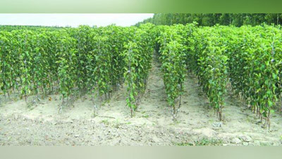 '​Сурхондарёда кўчат ўғрилари қўлга тушди'ning rasmi