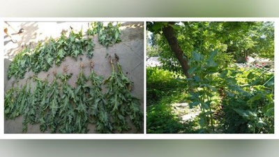 '​Tomorqada etishtirilgan og`u fosh etildi'ning rasmi