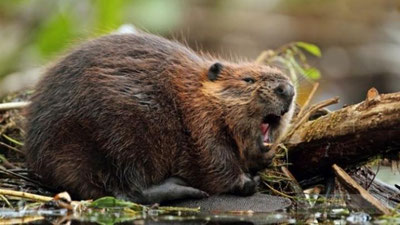 '​Қундуз ортидан 150 бош қорамолни эргаштирди (Видео)'ning rasmi