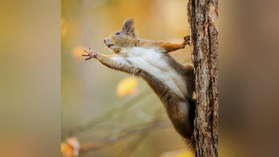 'Колумбияда олмахоннинг юрагини массаж қилишди ва жониворнинг ҳаёти сақлаб қолинди (видео)'ning rasmi