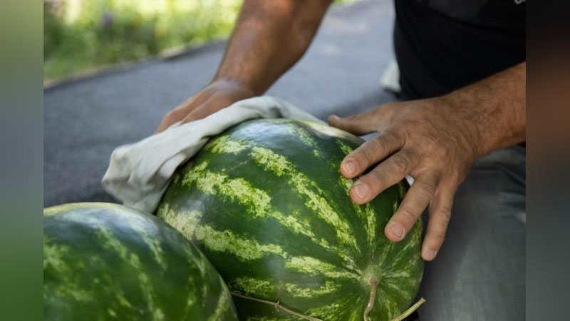 Изрображение 'В Ташкенте продавцу арбузов дали 5 суток ареста за домогательства'