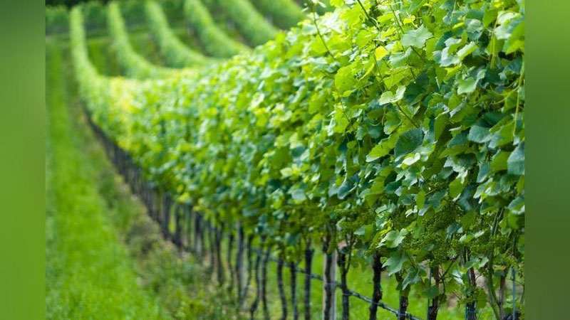 'Global  issiqlik va qurg`oqchilik omili uzum plantasiyalarida hosilni keskin kamaytirib yubordi'ning rasmi